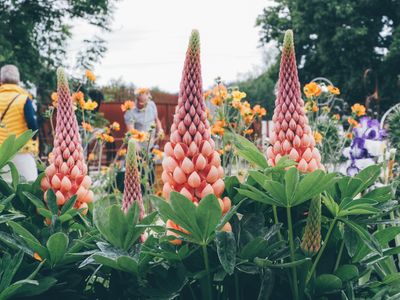 Garden Festival at Sculpture by the Lakes.JPG