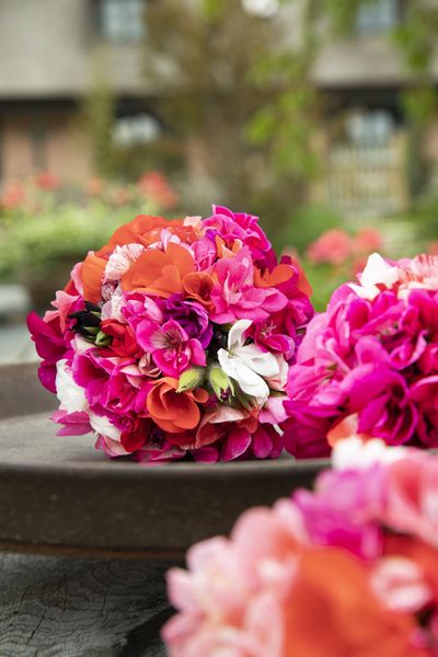2023_Geraniums_4000_Warm_Country_Chic_30.jpg