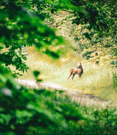 Lee-Trail-2025-LPB43-©Leptitbaroudeur.jpg