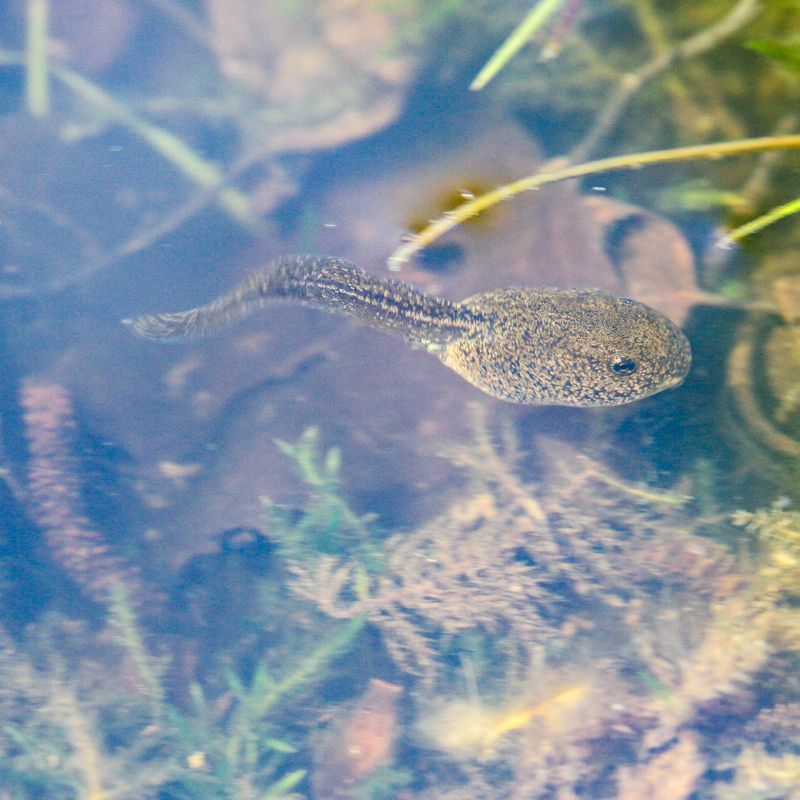 Photo credit - Sean McMenemy, Ark Wildlife (7)