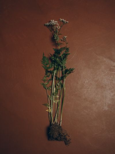 YERA-Food-1©Charlotte Lapalus-FORESTIS (4).jpg
