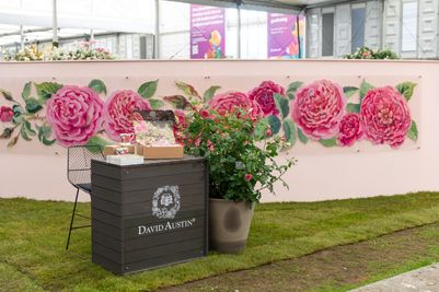 David Austin Roses - RHS Chelsea Flower Show 2024