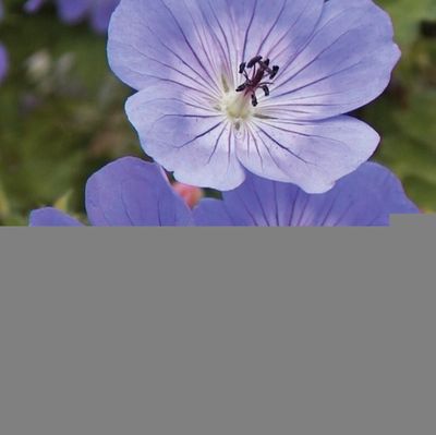 Geranium 'Rozanne'