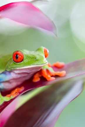 RedeyedtreefrogWildlifedreamstimel58748536.jpg