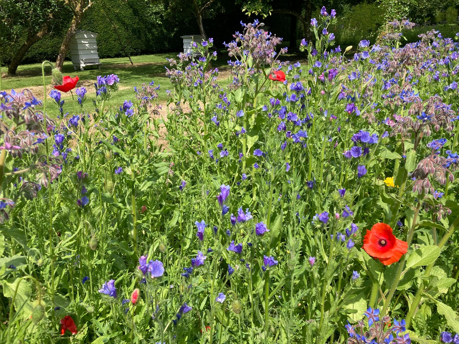 The Bee Borders at Levens Hall and Garden, Cumbria - a 5-Star hotel for pollinators.