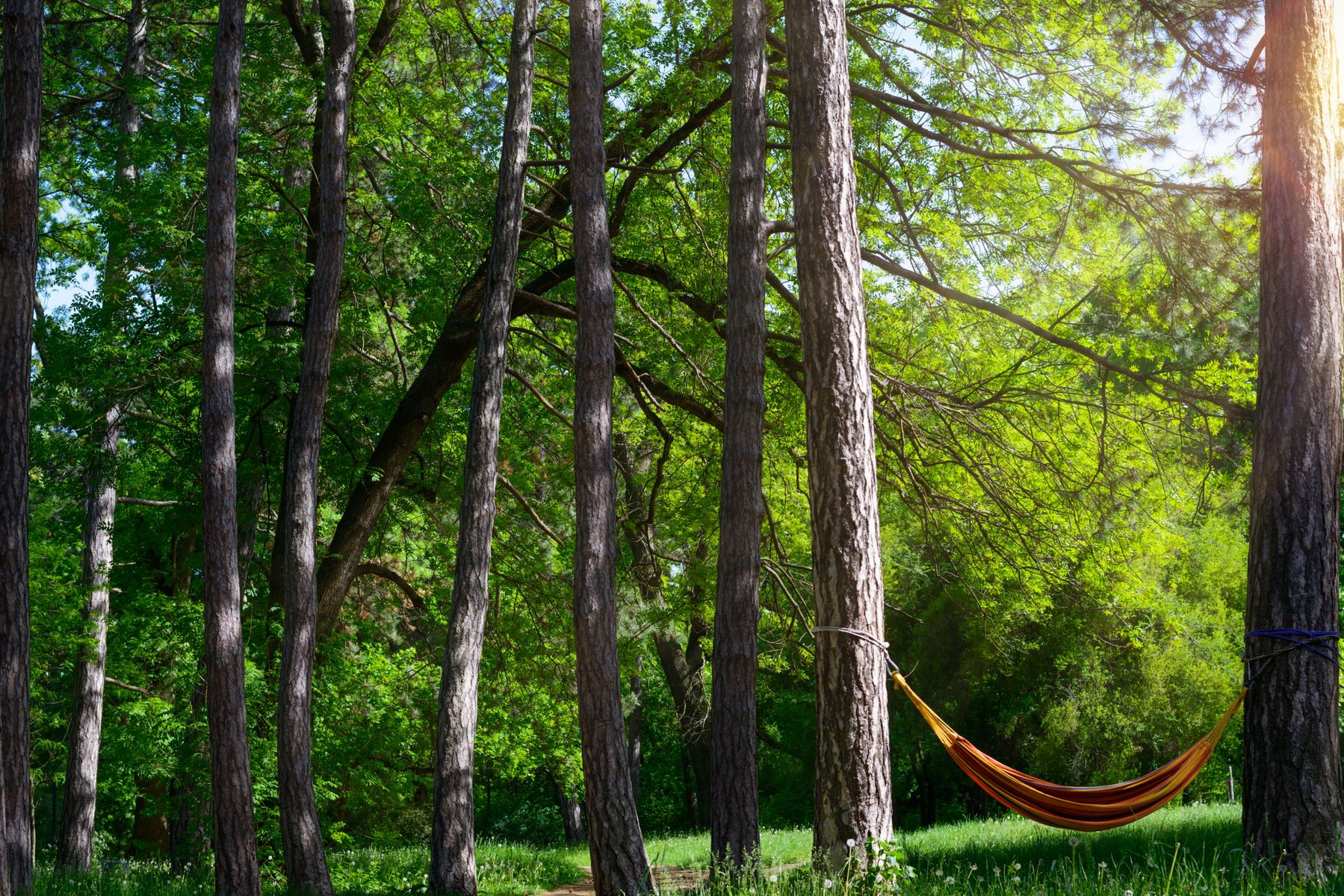 Hammock_in_the_Woods.jpg