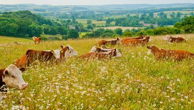 Whittington Lodge Farm Hereford Cows.JPG