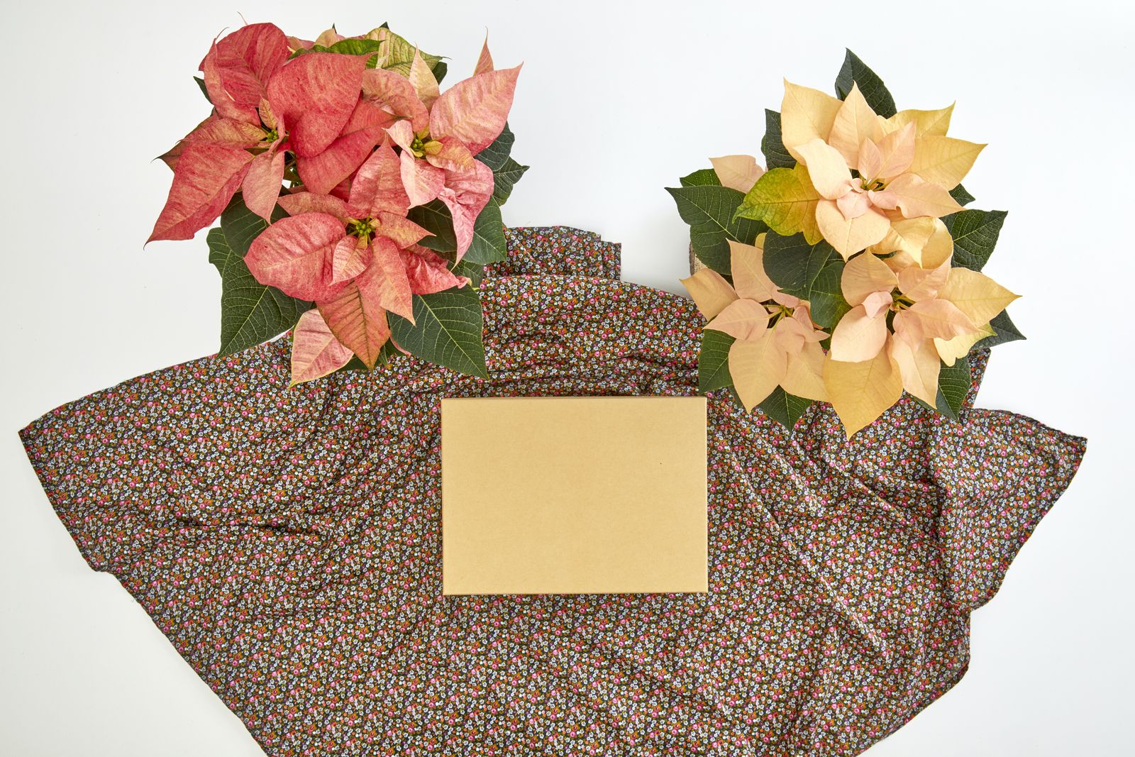 2022_poinsettia_05130_DIY_Reusable_Japanese_Gift_Wrap_02.jpg
