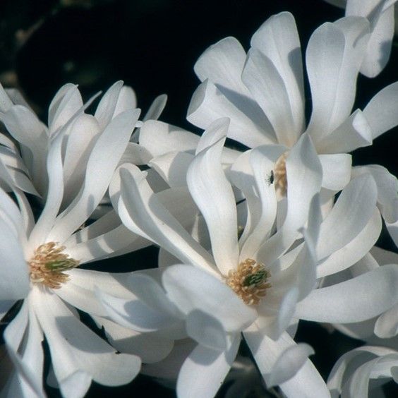 Magnolia Stellata 'Water Lily'