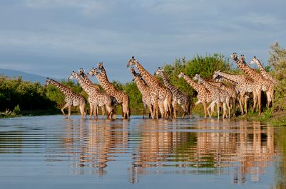 Roho ya Selous I.jpg