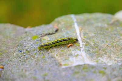 Box caterpillar