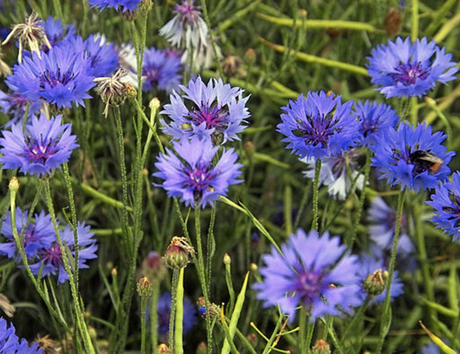 Cornflower