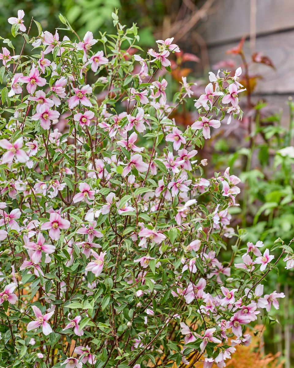    Philadelphus x ‘Petite Perfume Pink’ (P1) 