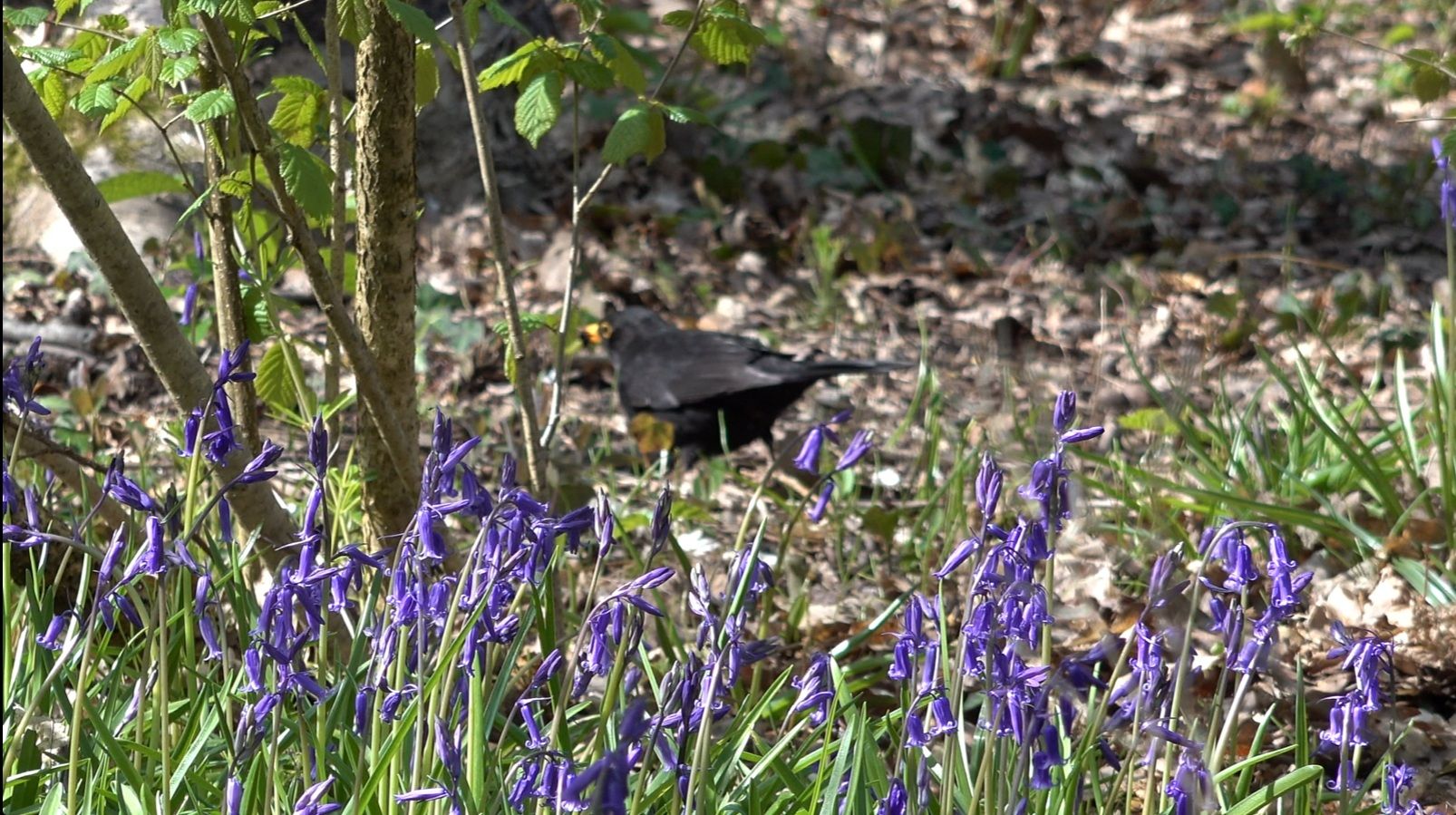 bluebells6.jpg