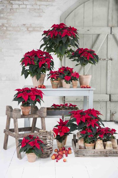 Poinsettia retail theatre 2.jpg