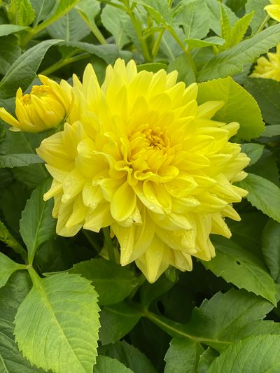 Dahlia Go Go Yellow