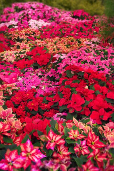 2020_poinsettia_06000_Christmas_floral_creativity_25.jpg