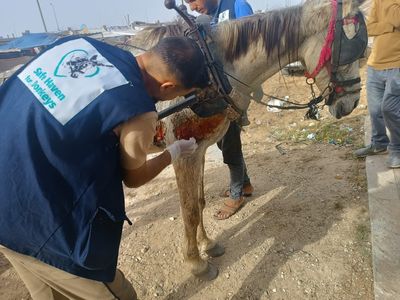 The Safe Haven team treating a horse after being hit by a shred following the bombardment of a house in Rafah.jpeg