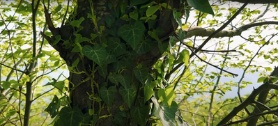 Woodlands Ivy 8.png