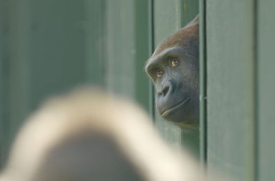 Bristol Zoological Society_gorillas first look at African Forest island 2026_7.jpg