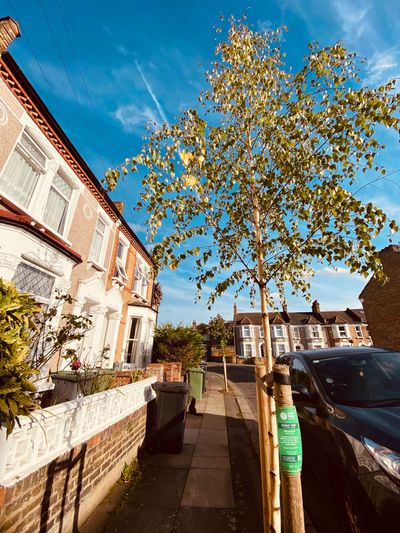 Betula Pendula