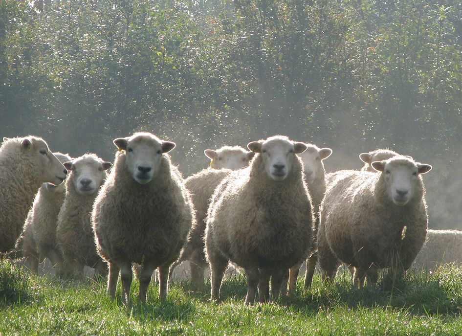 Dartmouth white face sheep.jpg