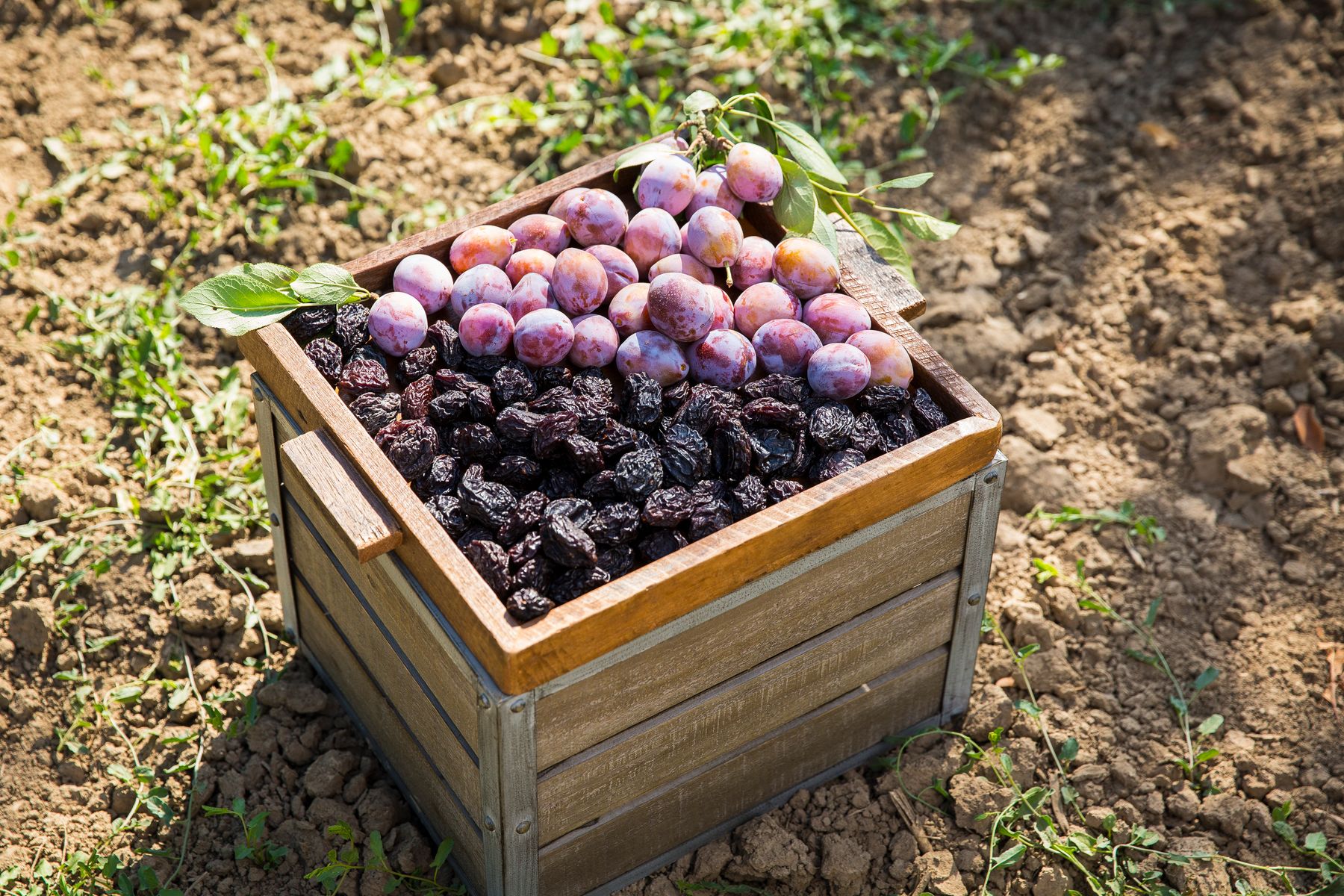 California Prune Board