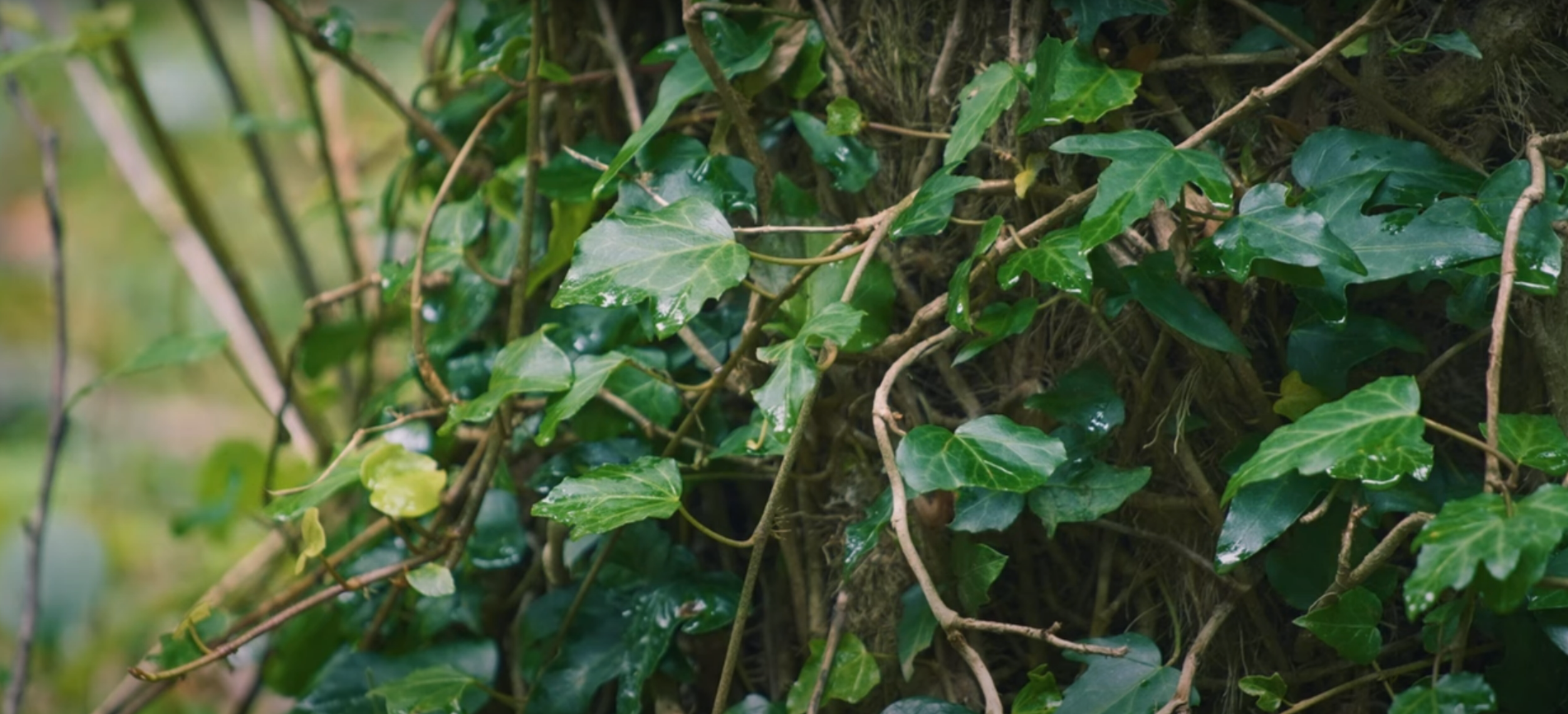 Woodlands Ivy 7.png