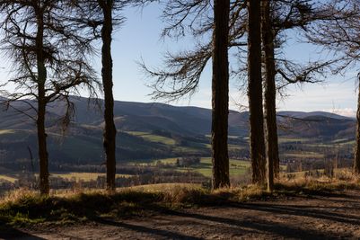 Glentress Forest_Forests (3).jpg