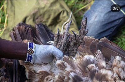 Cottar's Vulture Rehabilitation and Raptor Experience (1).jpg