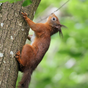 Red Squirrel4.jpg