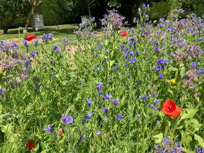 The Bee Borders at Levens Hall and Garden, Cumbria - a 5-Star hotel for pollinators.
