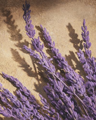 DG_FF_25_LAVANDER_DEVOTION_FOR_MEN_PARFUM_100ML_8054754403138_JPG_4_5_300DPI_CMYK.jpg