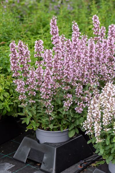 Nepeta x hybrida ‘Serene Wild Orchid’