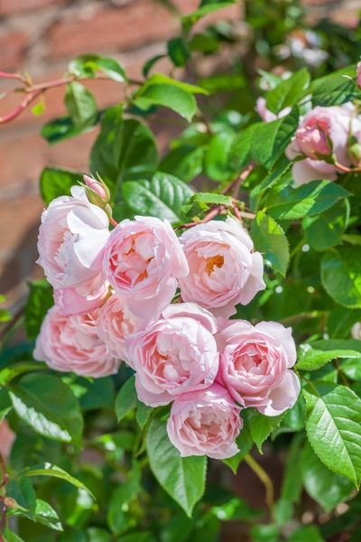The Generous Gardener®