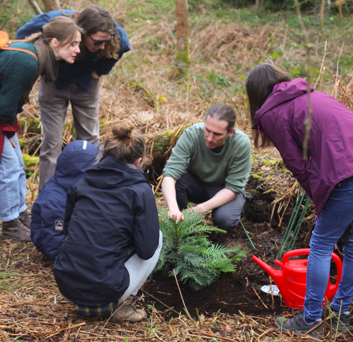 Planting wollemi pine.jpg