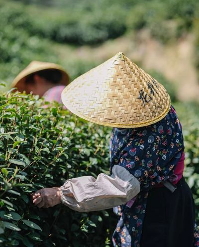 Tea Plantations (4).jpg