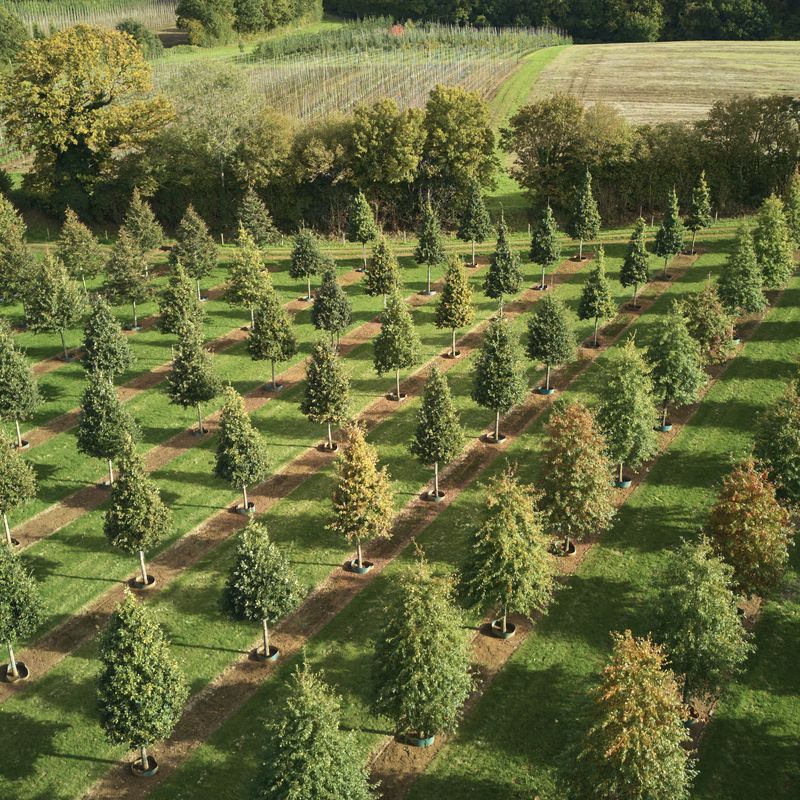 New online tree resource launches to make sourcing the highest quality trees for landscape projects easier than ever