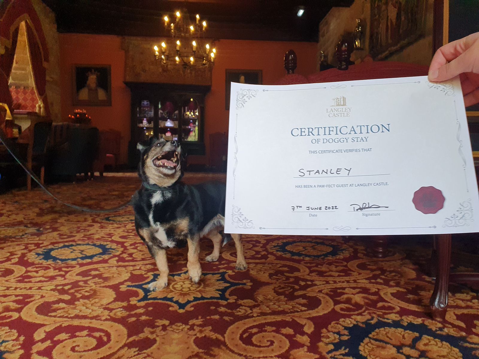 Doggy visitor, Stanley, relishing his Certification of Doggy Stay at Langley Castle Hotel