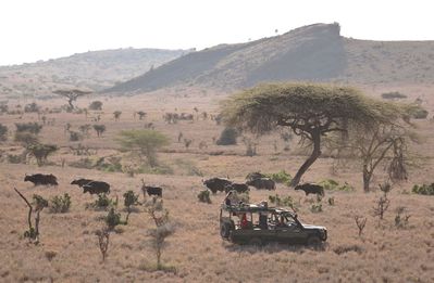 Game drive with buffalo.jpg