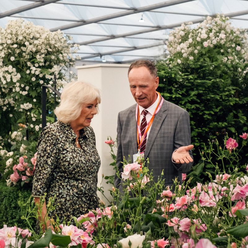 David Austin Roses receive 29th Gold for ‘The King’s Rose’ Showcase at RHS Chelsea Flower Show 2025