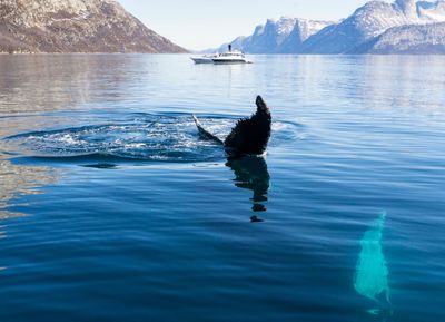 Reclaim Yourself Rreats in Greenland sea creatures (1).jpg