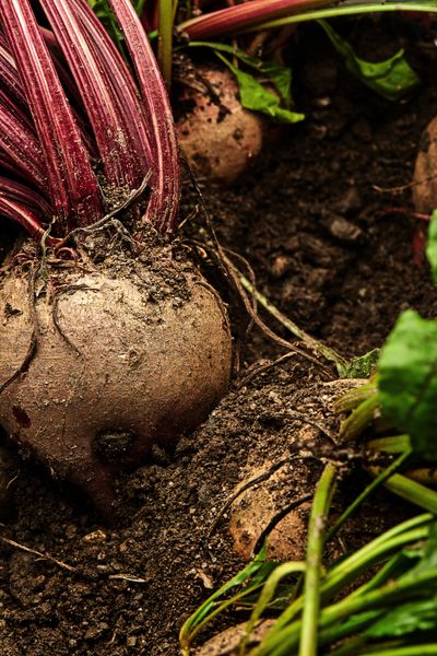 FORESTIS-Food-Beet.jpg