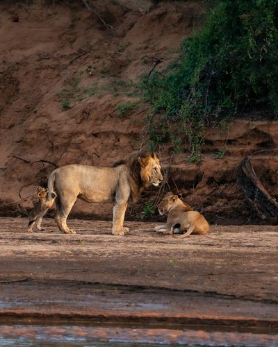 Sarara Wilderness_Lions&cubs.jpg