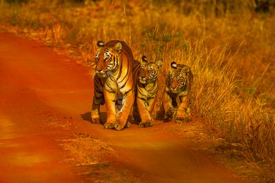 TigersTadobaTigerReservedreamstimel109928991 Wild Central India.jpg
