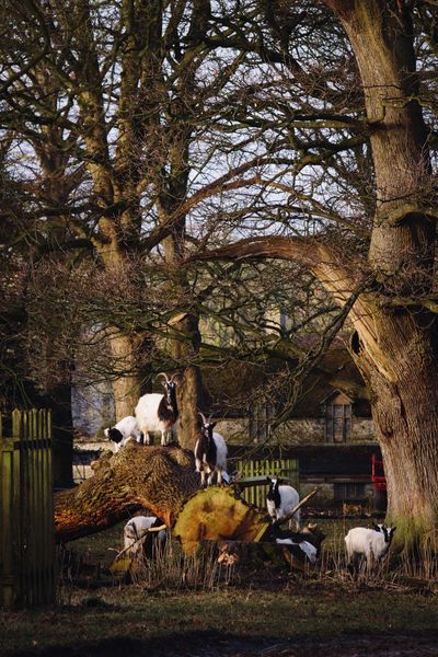 Bagot goats at Levens Hall & Gardens