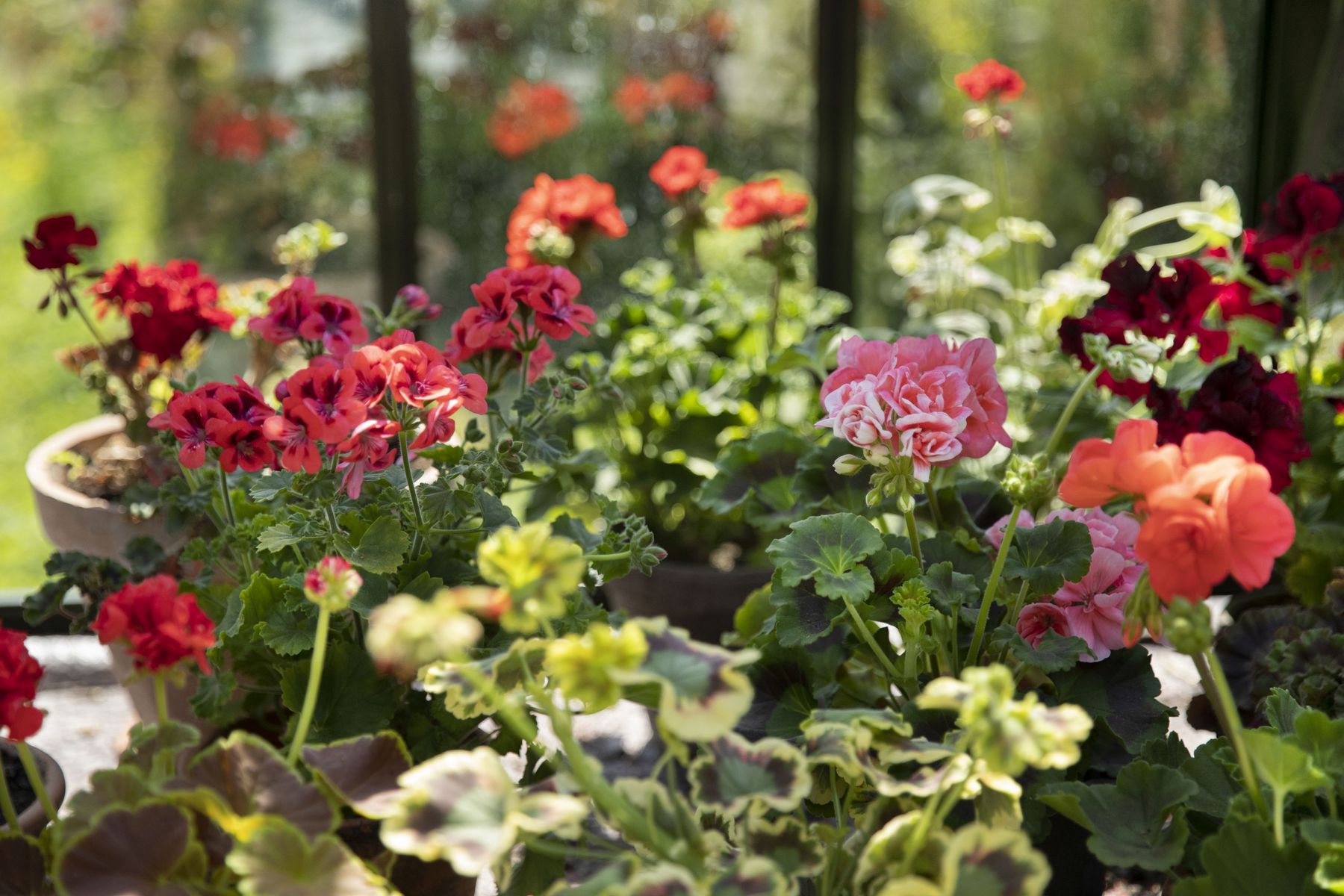 2023_Geraniums_4000_Warm_Country_Chic_45.jpg