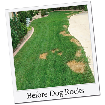 Lawn before Dog Rocks.jpg