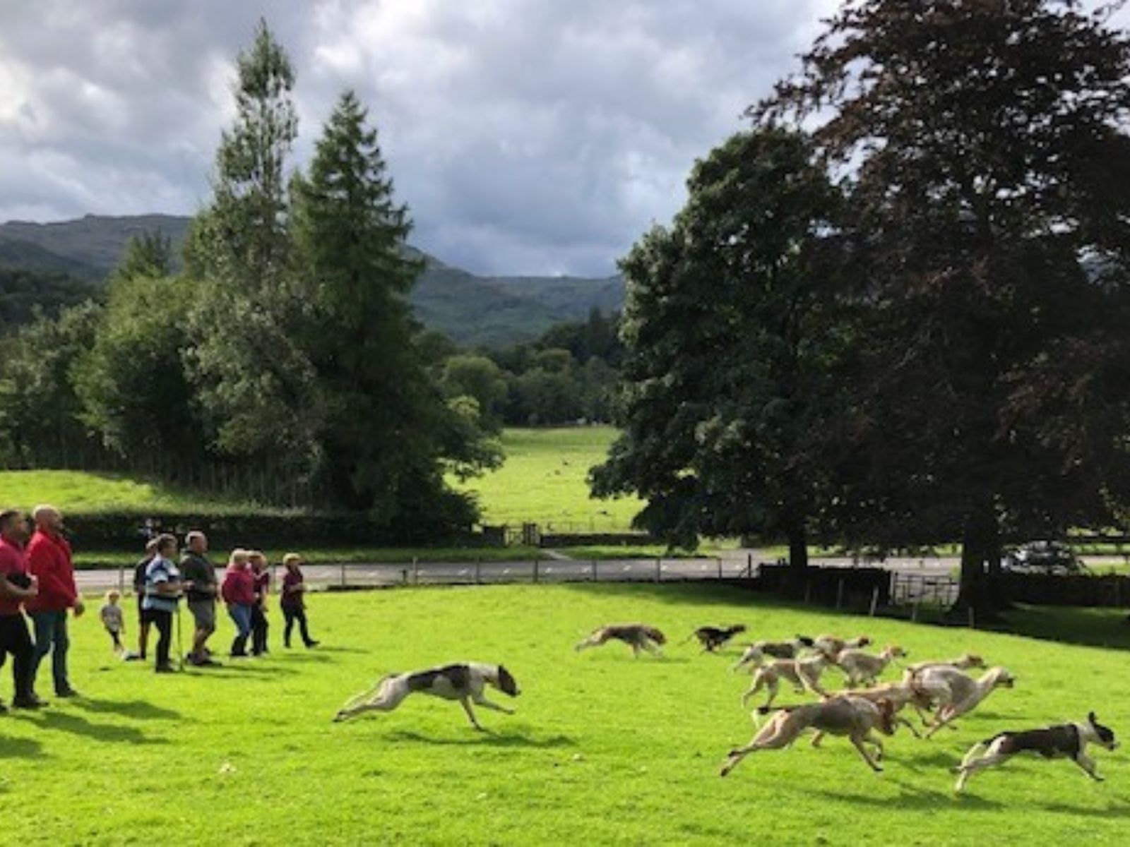 Hounds starting a hound trail race at Grasmere Lakeland Sports and Show