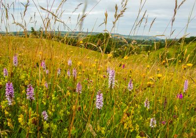 Whittington Lodge Farm orchids.JPG